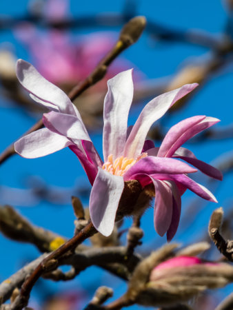 Pink star-shaped flowers of blooming Star magnolia - Magnolia stellata cultivar 'Rosea' in bright sunlight with bright blue sky in background in early springの写真素材