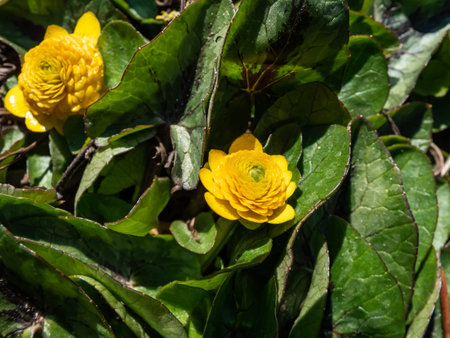 Charming variety of buttercup (Ranunculus ficaria) 'Collarette' with small, heart-shaped green...
