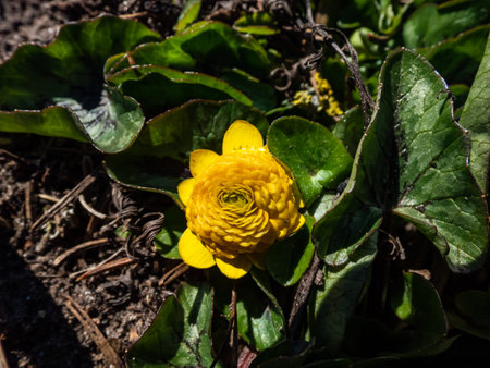 Charming variety of buttercup (Ranunculus ficaria) 'Collarette' with small, heart-shaped green...
