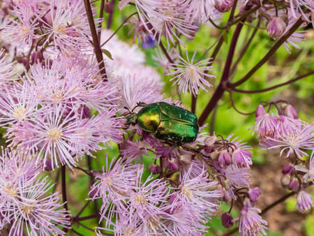 Close-up of the Siberian columbine meadow-rue, French or greater meadow-rue (Thalictrum aquilegiifolium) flowering with clusters of fluffy pink flowers in flat-topped panicles in the gardenの写真素材
