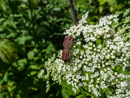 Couple of adult striped shield bugs (Graphosoma lineatum), red with wide black longitudinal stripes,...