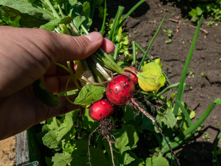 Woman's hand holding ripe, red-pink radish plant (Raphanus raphanistrum subsp. sativus) roots -...