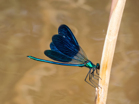 Bright metallic blue dragonfly. Adult male of Beautiful demoiselle (Calopteryx virgo) sitting on the...