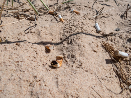 Different kinds of cigarette butts in the white sand on Baltic sea beach as toxic plastic pollution...