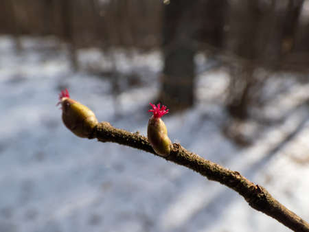 Macro shot of small, pink and magenta female buds and flowers at the tips of branches of the hazelnut tree. The flowers bloom before the leaves emerge. Hazelnuts in bloom in springの写真素材