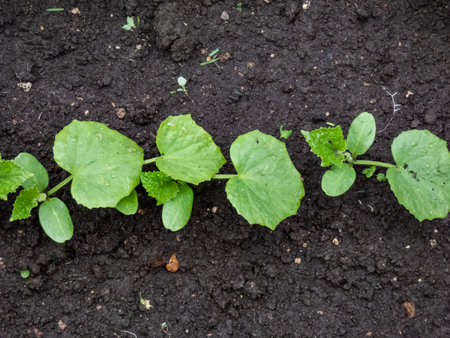 Small plants of cucumber (Cucumis sativus) with first green leaves growing in soil in garden....