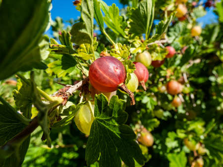 Red gooseberries (Ribes uva-crispa) growing and maturing on branch surrounded with green leaves on sunny summer dayの写真素材
