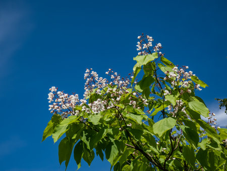 Close-up shot of Catalpa or catawba with large, heart-shaped leaves flowering with showy, white flowers in bright sunlight in summerの写真素材