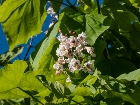 Close-up shot of Catalpa or catawba with large, heart-shaped leaves flowering with showy, white flowers in bright sunlight in summerの写真素材
