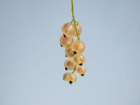 Macro shot of the perfect, ripe, edible fruits (berries) of the white currant or whitecurrant (ribes...