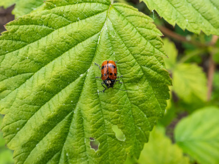 Close-up shot of Leaf beetle (Cryptocephalus octopunctatus) - red with black spots crawling on a...