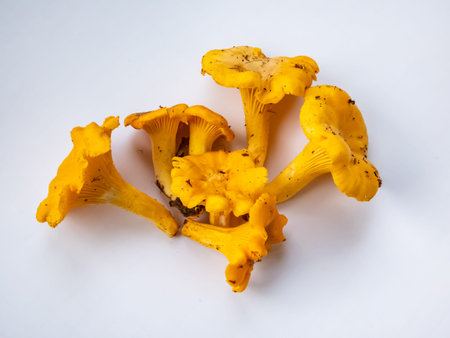 Group of golden Chanterelle mushrooms with dirt and moss on roots from forest. Detailed mushroom on...