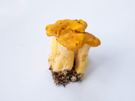 Group of golden Chanterelle mushrooms with dirt and moss on roots from forest. Detailed mushroom on...