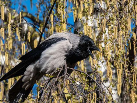 Beautiful close-up shot of the hooded crow (Corvus cornix) sitting in a birch tree branches flowering with yellow flowers. Wildlife sceneryの写真素材