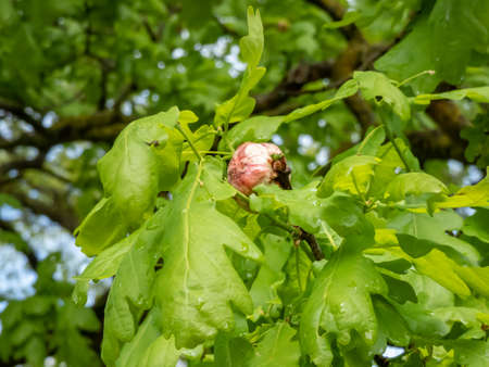 Young gall of gall wasp (Biorhiza pallida) on English oak (Quercus robur). Formed after the wasp lays eggs inside leaf buds and the plant tissues swell as the larvae of the gall wasp develop insideの写真素材