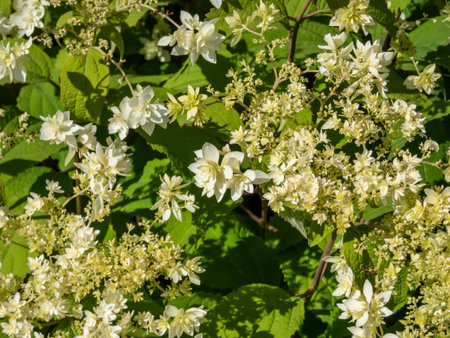 Close-up of the Smooth hydrangea (Hydrangea arborescens) 'Hayes Starburst' flowering with white to...