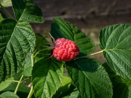 Macro shot of perfect red, ripe raspberry growing on a plant among green leaves in late autumn....