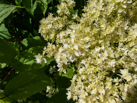 Close-up of the Smooth hydrangea (Hydrangea arborescens) 'Hayes Starburst' flowering with white to...