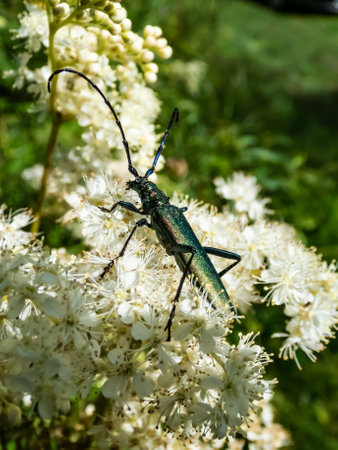 Macro shot of adult musk beetle (Aromia moschata) with very long antennae and coppery and greenish metallic tint on a white flower surrounded with green vegetation in bright sunlightの写真素材