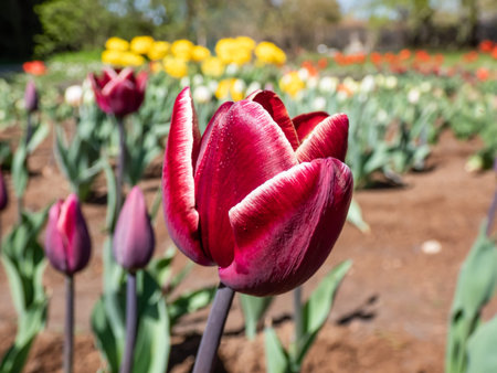 Tulip African queen bearing single, cup-shaped flowers with mauve outsides fading to white at their...