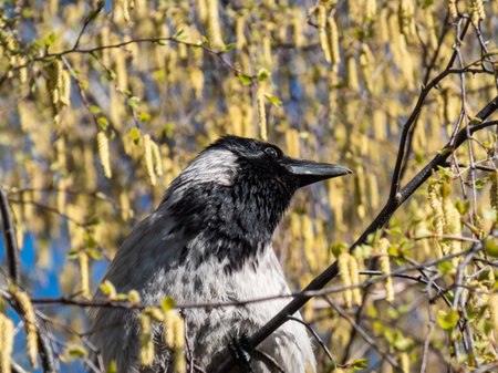 Beautiful close-up shot of the hooded crow (Corvus cornix) sitting in a birch tree branches...
