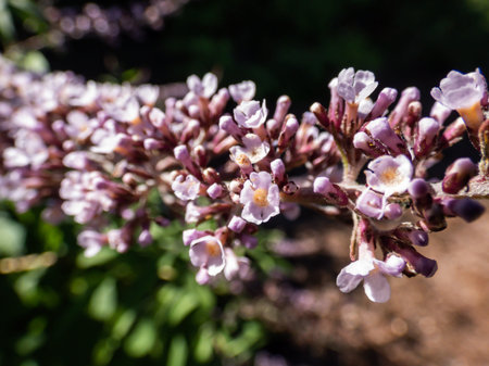 Macro shot of the showy bicolor lilac and purple flowers in pendulous clusters of the Buddleja or...