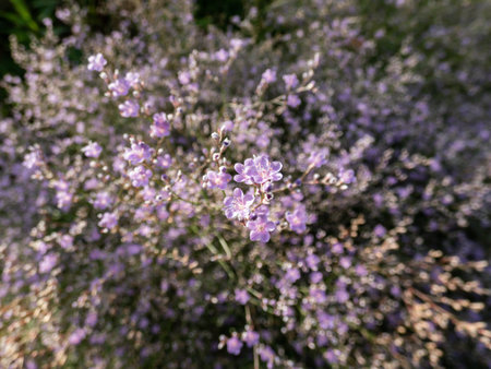 Macro shot of lilac lavender five-petalled flowers of wildflower Sea Lavender (limonium latifolium)...