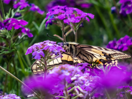 Close-up of the Old World swallowtail or the common yellow swallowtail (Papilio machaon) with yellow wings with black markings and one red and six blue eye spots below each tail among purple flowersの写真素材