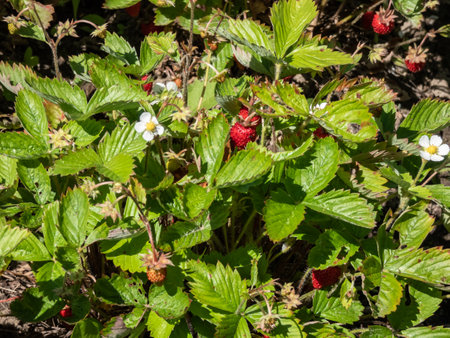 Close-up shot of the wild strawberry, Alpine strawberry or European strawberry plants growing in clumps flowering with white flowers and maturing ripe, red fruits in the gardenの写真素材