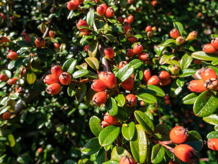 Evergreen shrub with small, glossy, dark green leaves and bright red fruits of bearberry cotoneaster...