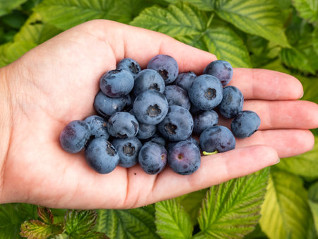 Close-up shot of a woman's palm full of big, ripe cultivated blueberries or highbush blueberries in bright sunlight with green garden scenery in backgroundの写真素材