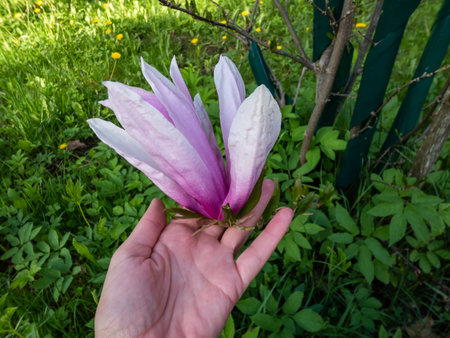 View of a womans hand holding huge flower of pink magnolia growing in a park in summerの写真素材