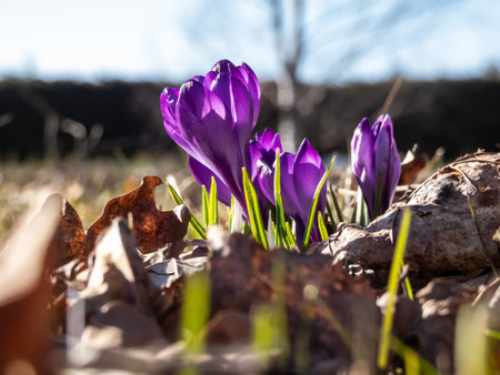 Beautiful macro shot of violet spring crocuses (Crocus vernus) flowering with visible orange pollen  in bright sunlight in early springの写真素材