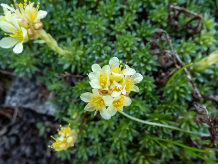 Close-up of Saxifrage (Saxifraga sp.) flowering with white and yellow flowers of five petals in rock...