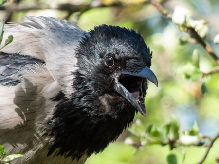 Beautiful close-up shot of the hooded crow (Corvus cornix) sitting on a tree branch among green leaves with blue sky in the bacground. Wildlife sceneryの写真素材