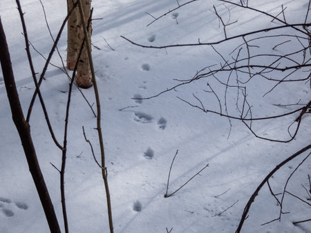 Ground covered with snow and animal footprints in the snow after snowfall in winterの写真素材