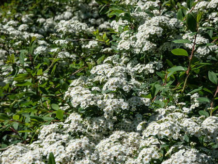 Spiraea nipponica var. rotundifolia with simple leaves and short racemes, panicles or corymbs of...
