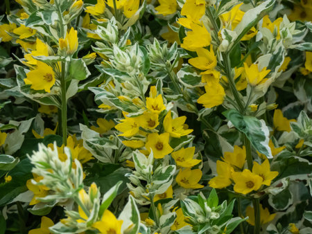 The yellow loosestrife (Lysimachia punctata) 'Variegata' with brightly coloured, golden-yellow...