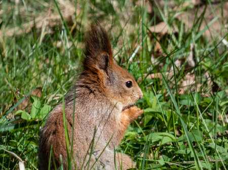 Close-up shot of the Red Squirrel (Sciurus vulgaris) with winter grey coat sitting on the ground and...