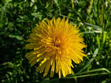 Macro shot of bright yellow dandelions (Lion's tooth) flowering in the big field of flowers with...