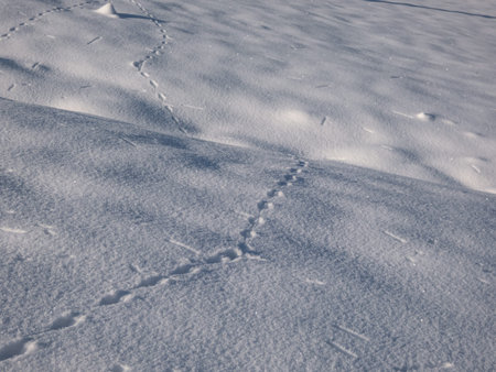 Ground covered with snow and footprints of a mouse or a common vole (microtus arvalis) in deep snow...