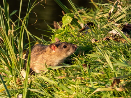 Close-up of the Common rat (Rattus norvegicus) with dark grey and brown fur in green grass. Wildlife...