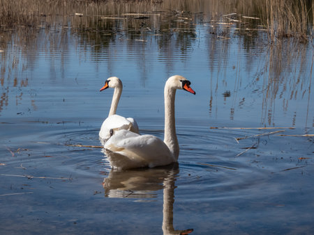A couple of adult mute swans (cygnus olor) swimming together in the water in bright sunlight in springの写真素材