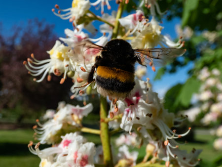 Macro shot of a bumblebee (bombus) on a white and pink flower of a flowering tree in the springの写真素材