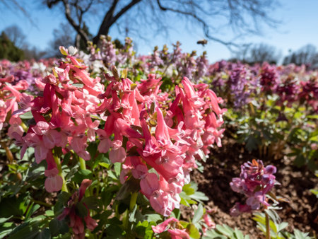 Close-up shot of the fumewort or bird-in-a-bush (corydalis solida) flowering with narrow,...