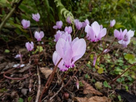 The ivy-leaved cyclamen or sowbread (Cyclamen hederifolium) flowering with pink, 5-petalled flowers with a streaky magenta v-shaped marking on the nose in the garden in autumnの写真素材