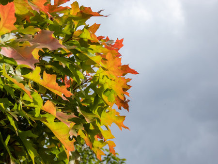 Dwarf pin oak (Quercus palustris) 'Green Dwarf' growing in a park with thick, compact crown that...