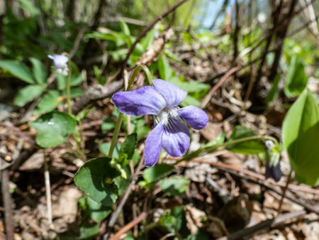 Close-up shot of the Common dog-violet or wood violet (Viola riviniana) with dark green, heart shaped leaves flowering with violet coloured flowers in summerの写真素材