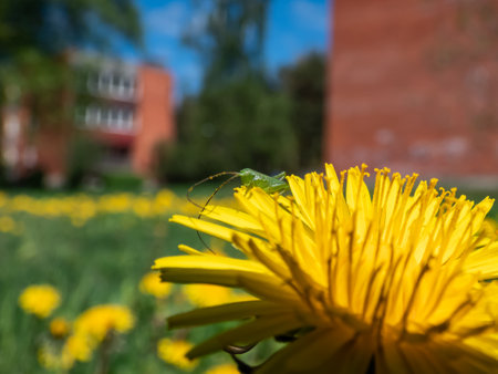 Macro shot of a tiny green grasshopper on a yellow dandelions (Lion's tooth) flowering in a meadow in summerの写真素材