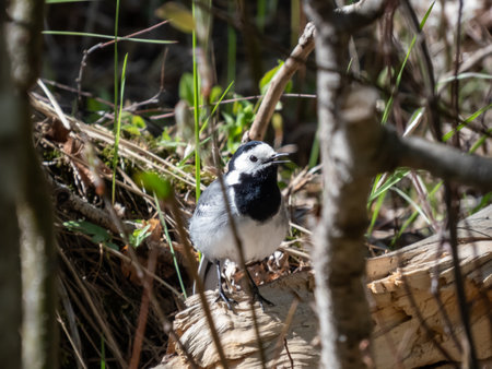 The white wagtail (Motacilla alba) with white and black plumage and with the characteristic long, constantly wagging tail standing on a tree branch among trees in forestの写真素材
